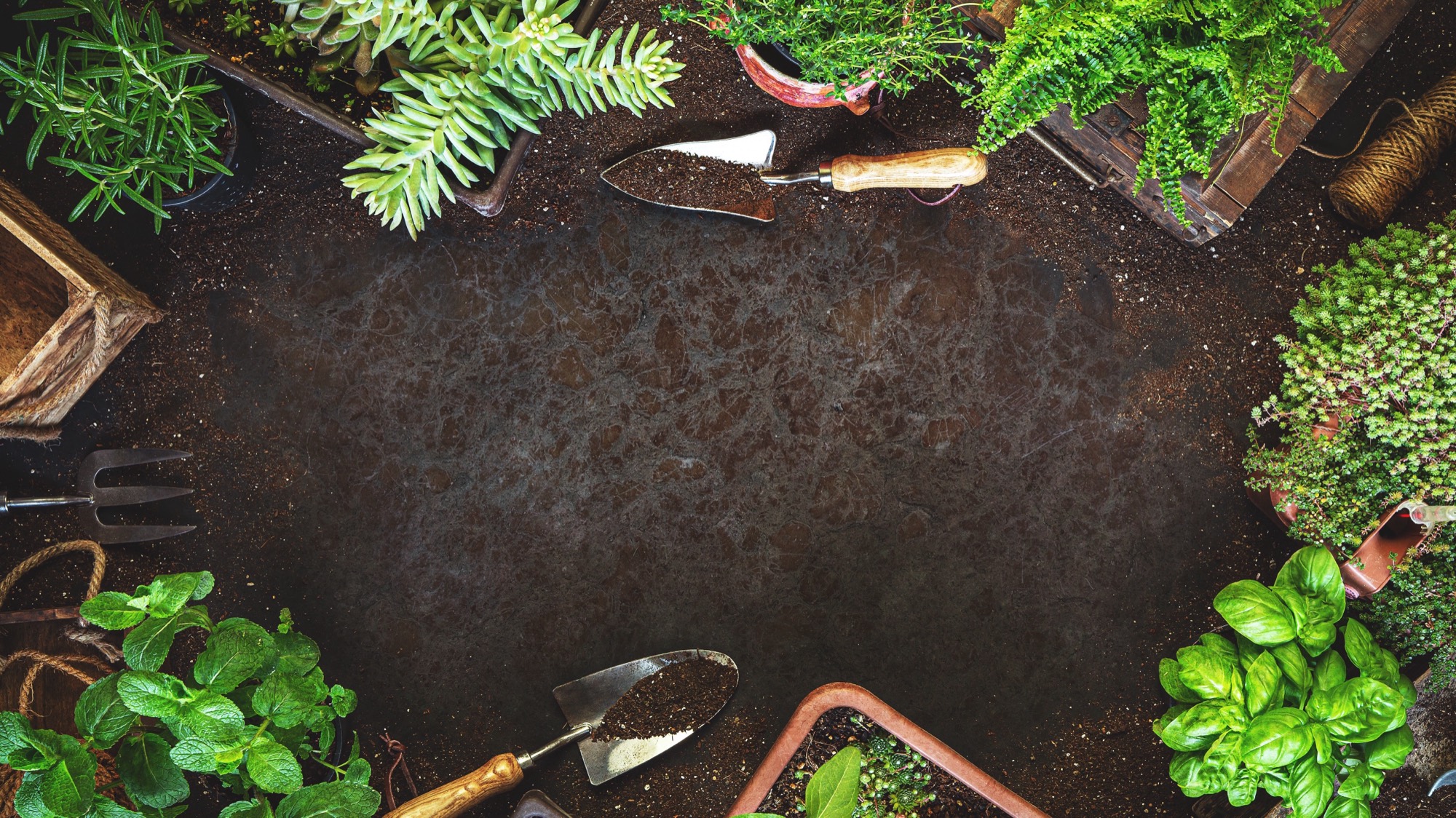 Gardening tools and herbs on dark potting soil